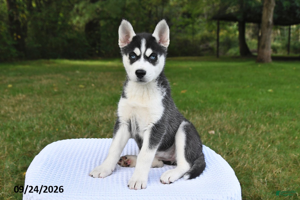 Siberian Husky dogs for sale: Lola - Ad 1