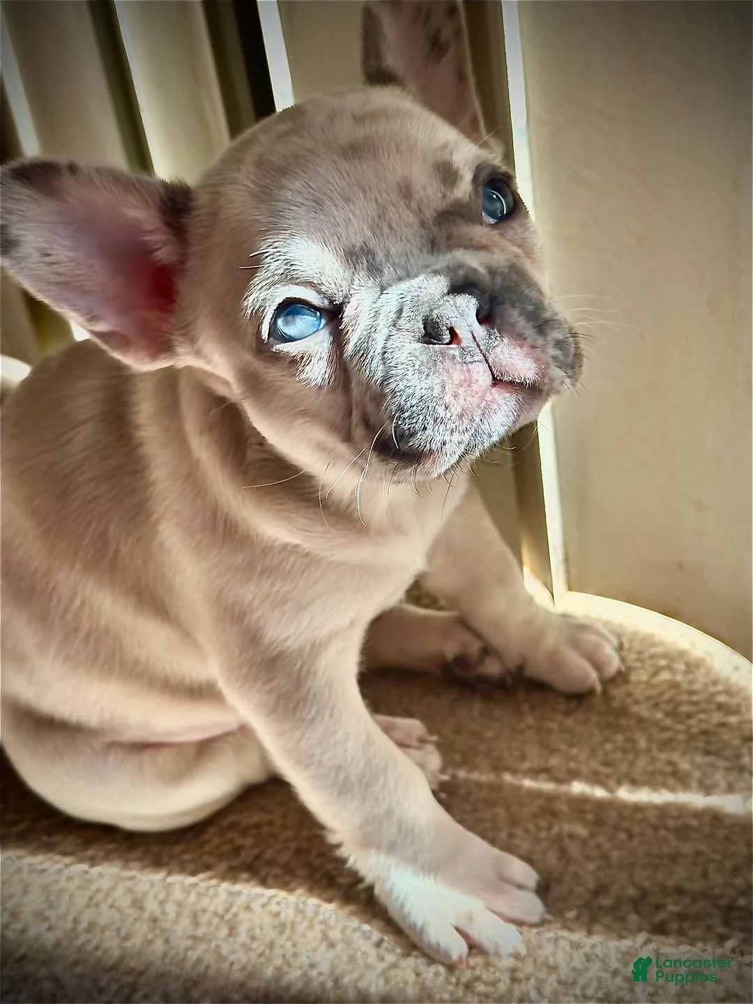 French Bulldog dogs for sale: French Bulldog Puppy 1 - Kingsley - Ad 2