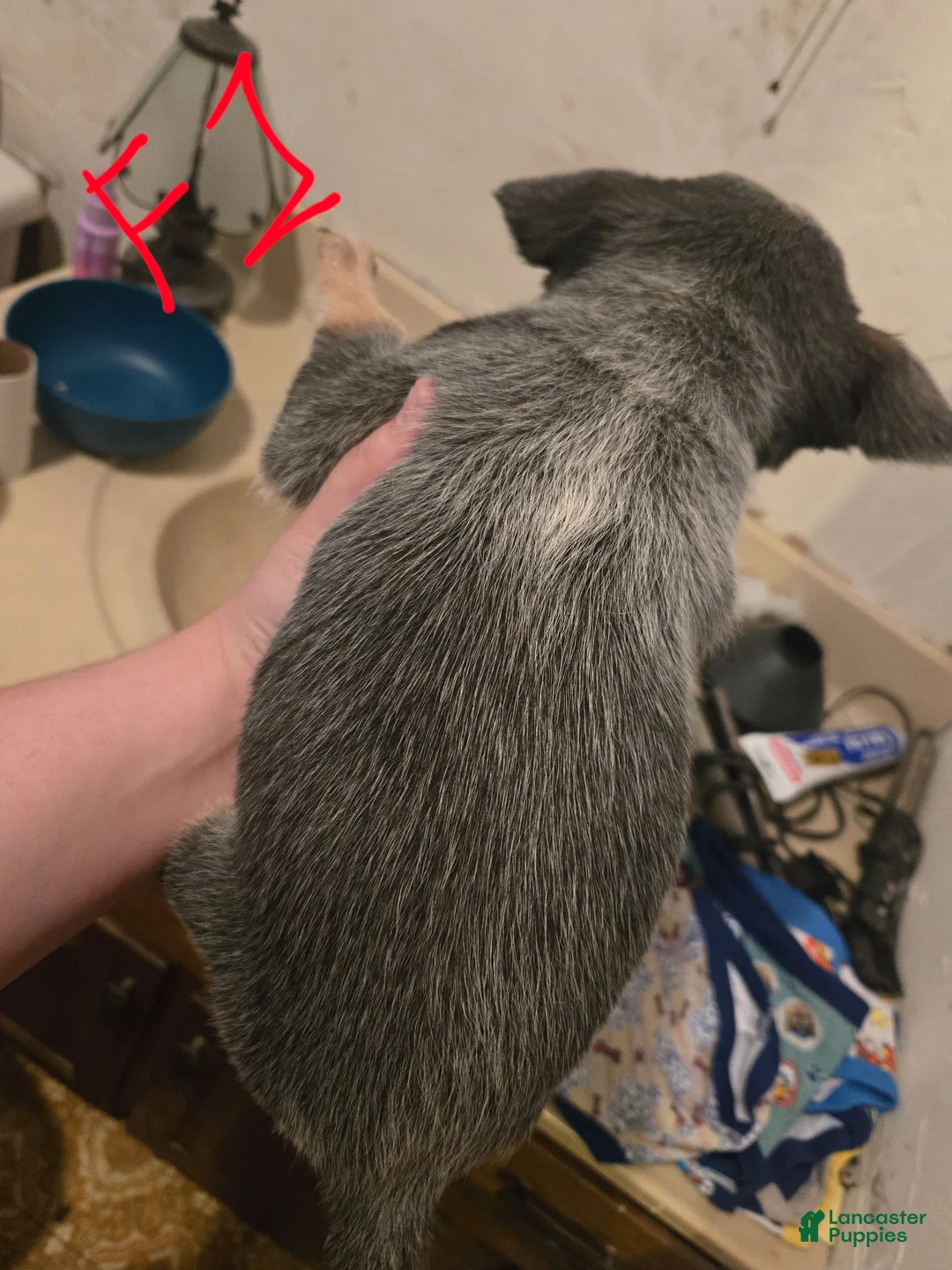 Australian Cattle Dog dogs for sale: Finn - Ad 9
