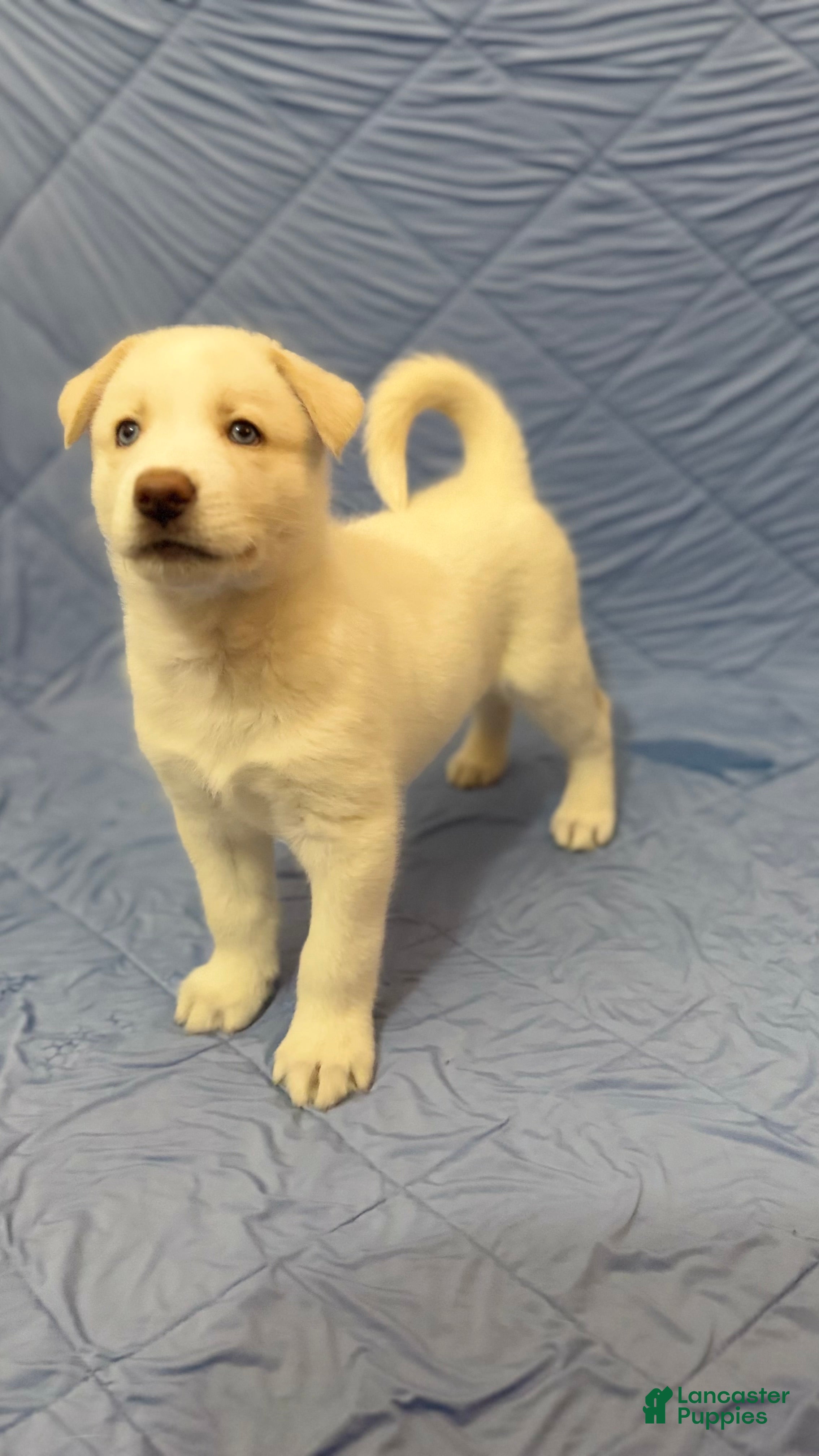 Siberian Husky dogs Blue Collar - Ad 37