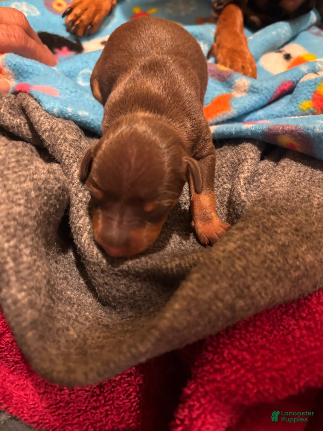 Miniature Pinscher dogs for sale: Miniature Pinscher Puppy 5 - Ad 1