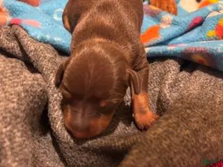 Miniature Pinscher dogs Miniature Pinscher Puppy 5 - Ad 18