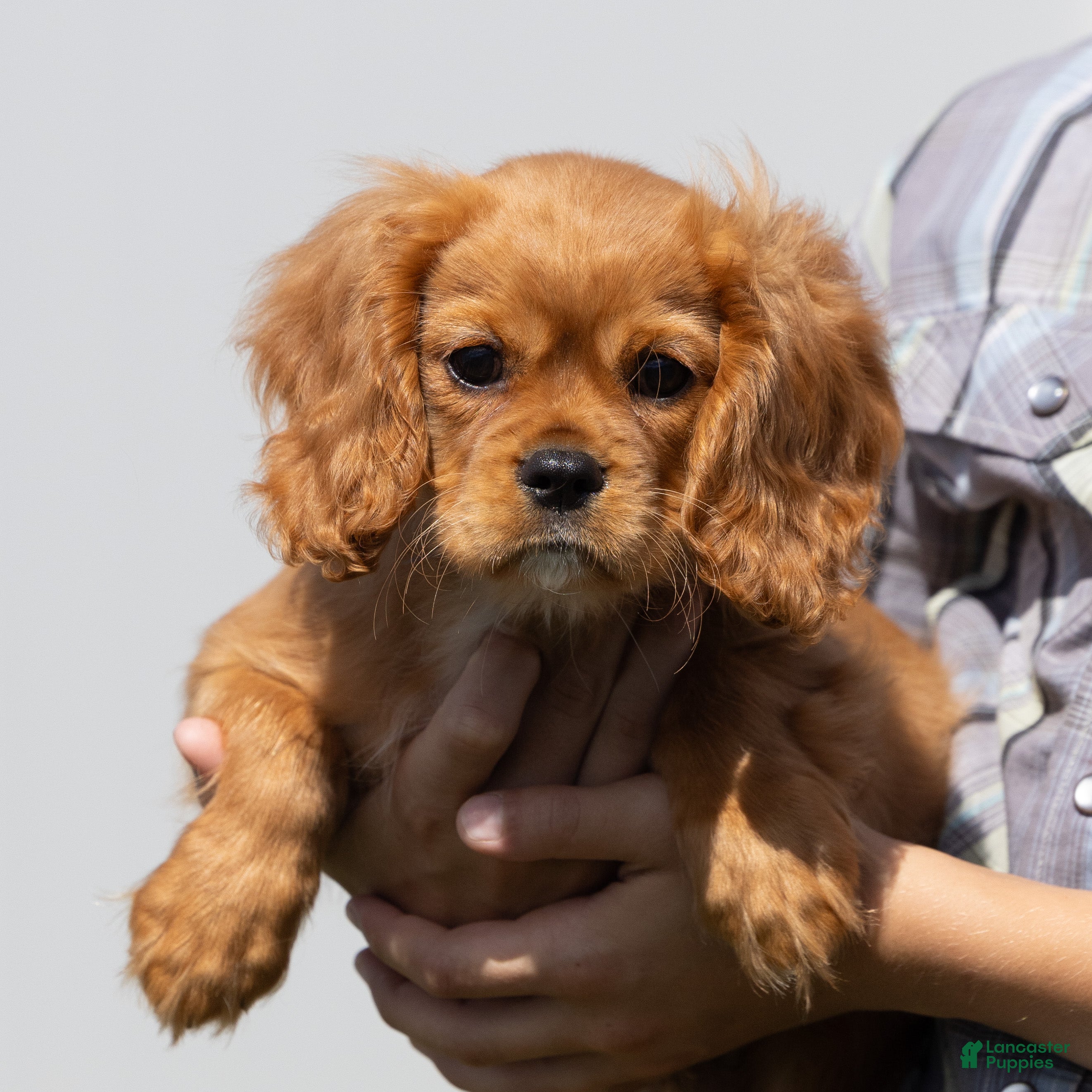 Cavalier King Charles Spaniel dogs Noah - Ad 1