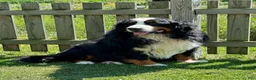 Bernese Mountain Dog dogs for sale: Pink Collar Girl - Ad 8