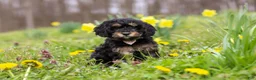 Cavapoo dogs for sale: Cupcake - Ad 6