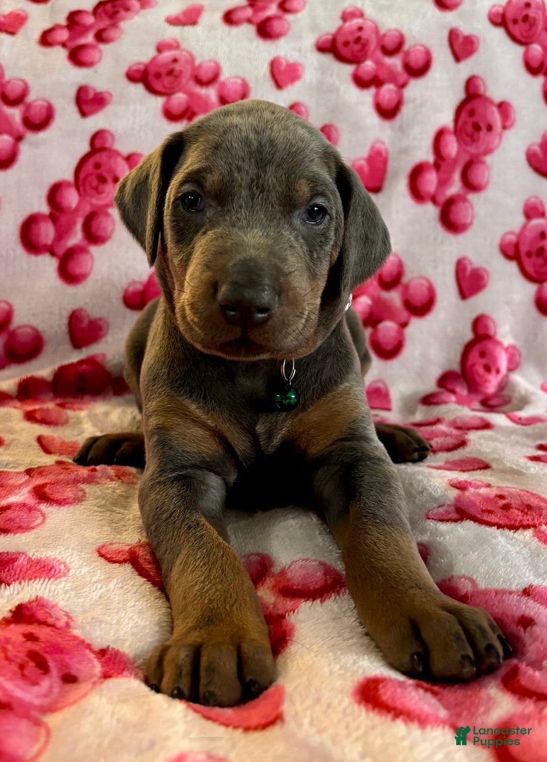Doberman Pinscher dogs for sale: GENETIC HEALTH TESTED- JASPER - Ad 3