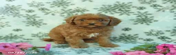 Cavapoo dogs for sale: Nicky - Ad 2