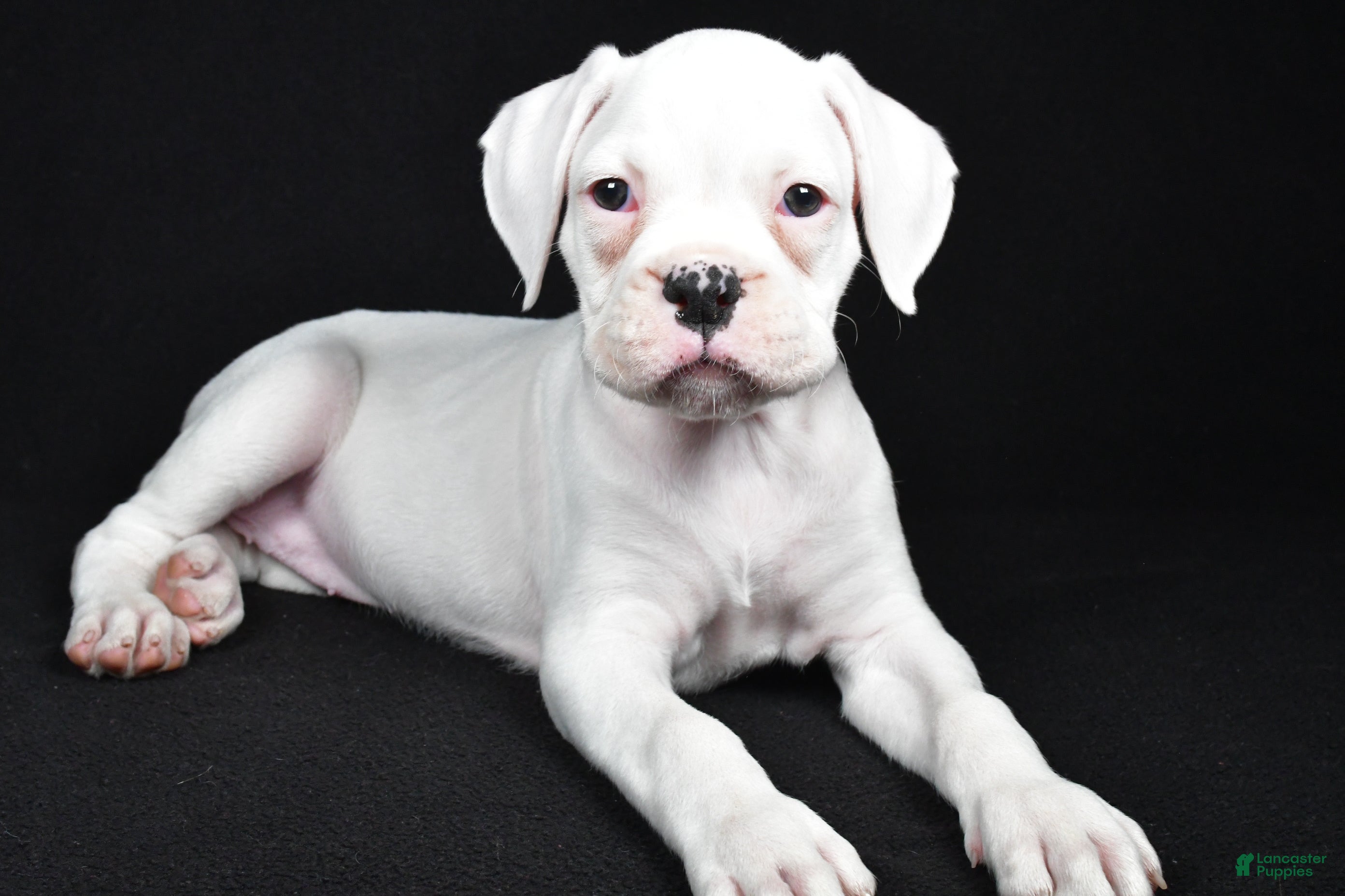 Boxer dogs Daisy - Ad 1