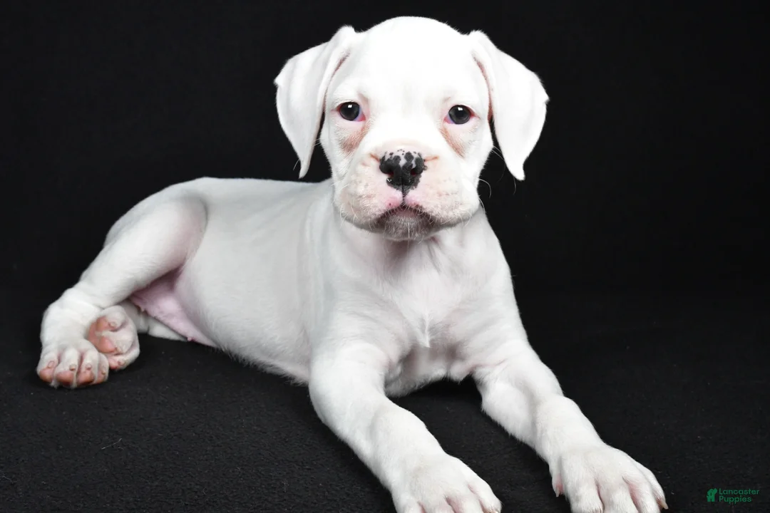 Boxer dogs for sale: Daisy - Ad 1