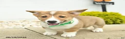 Welsh Corgi Pembroke dogs for sale: Buddy  - Ad 4