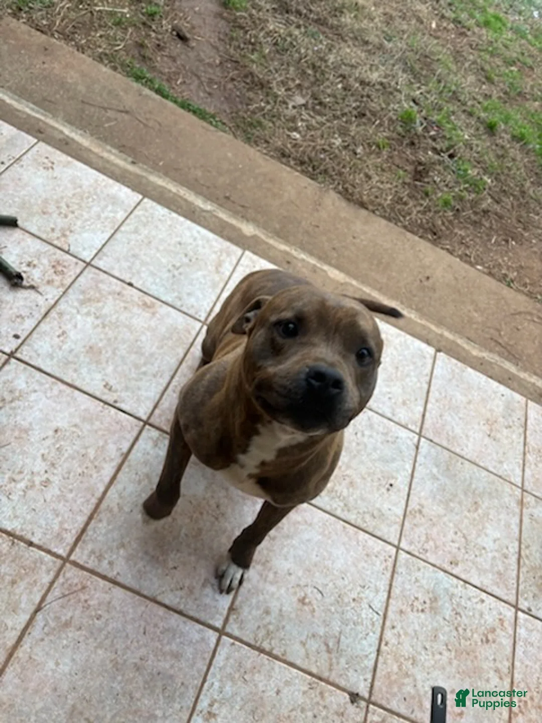 American Pit Bull Terrier dogs for sale: American Pit Bull Terrier Puppy 1 - Ad 1