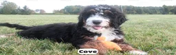 Bernedoodle dogs for sale: Cove - Ad 4