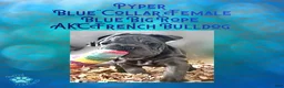 French Bulldog dogs for sale: Pyper “Blue”Collar, Female - Ad 13