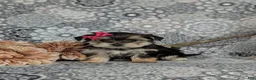 Morkie dogs for sale: Bella 7 lbs Full Grown - Ad 2