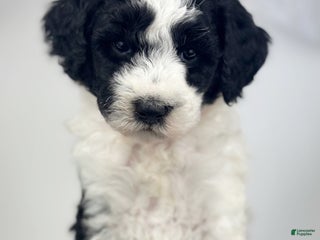 Mixed Breed dogs - Ad 27