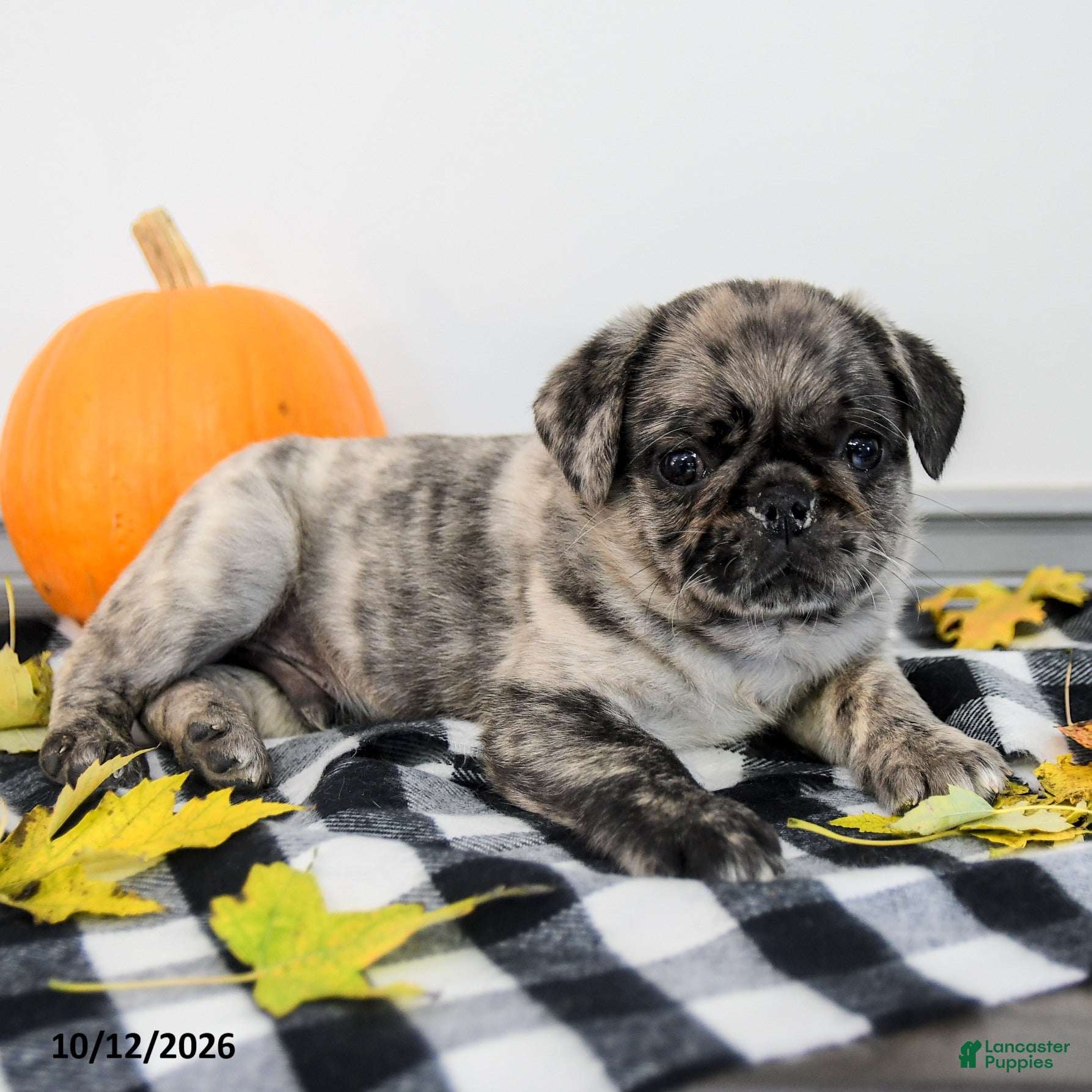 Pug dogs Paxton - Ad 2
