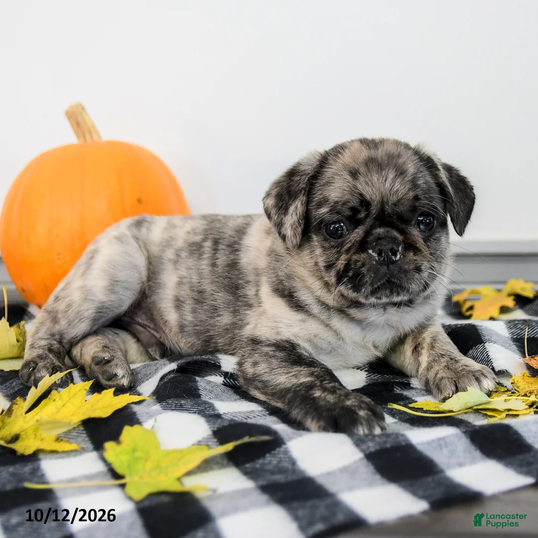 Pug dogs for sale: Paxton - Ad 2