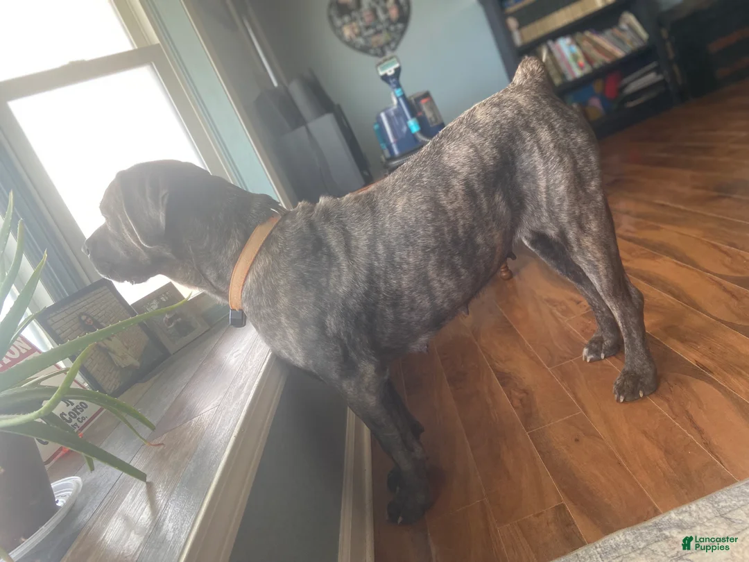 Cane Corso dogs for sale: Cane Corso Puppy 1 - Ad 5