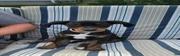 Mixed Breed dogs for sale: Ms. Jasmine - Ad 9