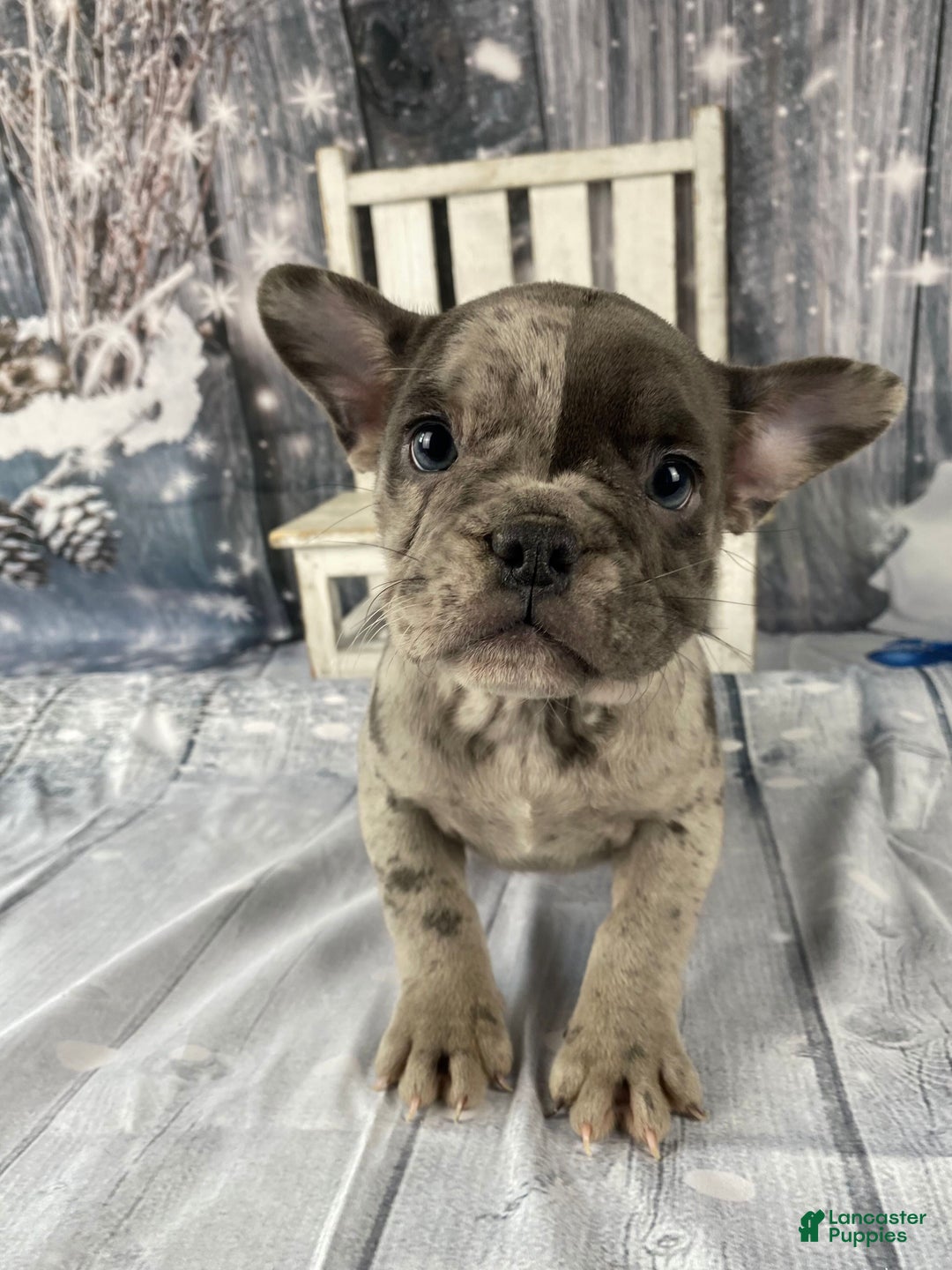 Mixed Breed dogs for sale: Betty - Ad 8