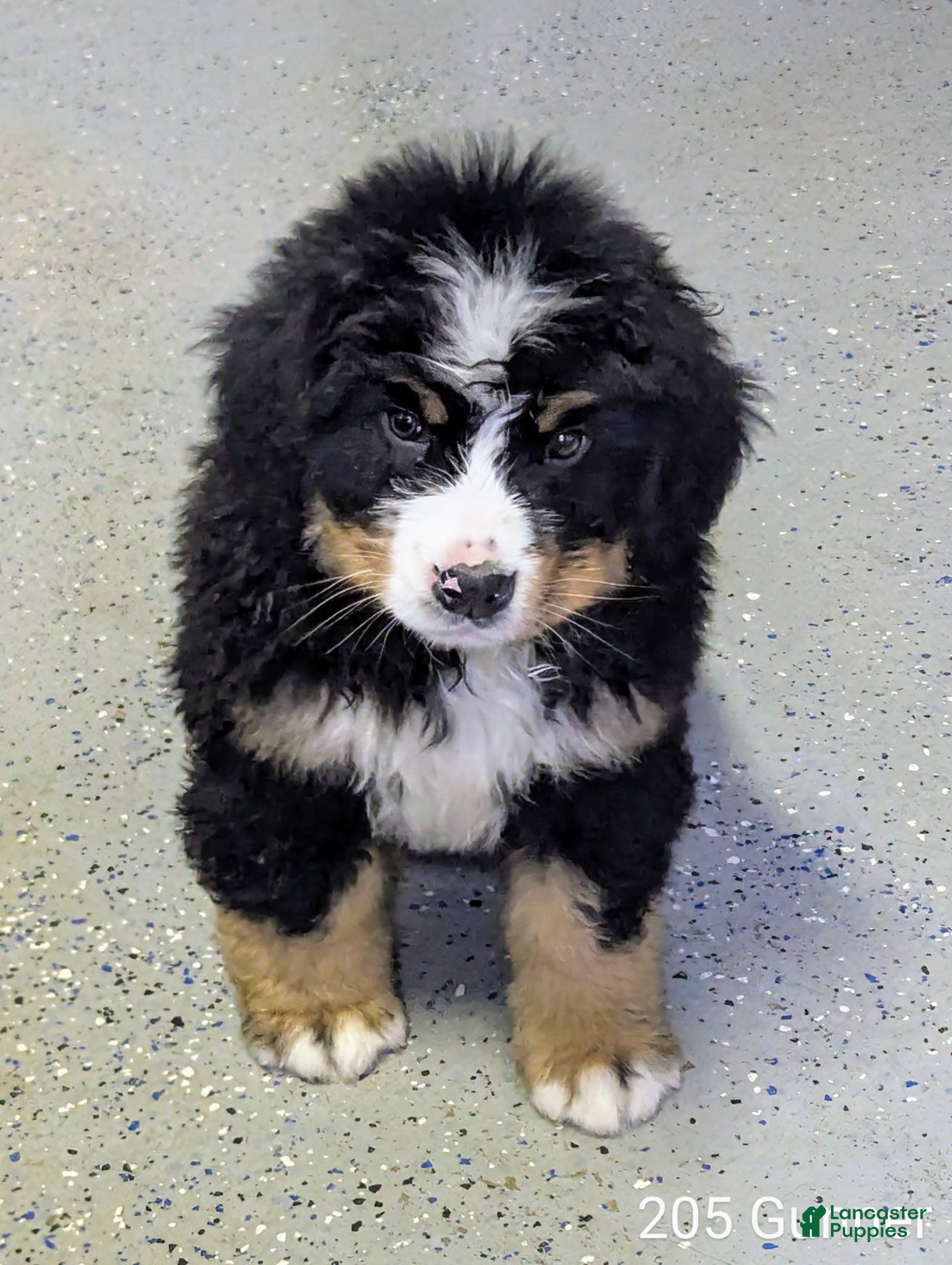 Bernese Mountain Dog dogs Gunner - Ad 26