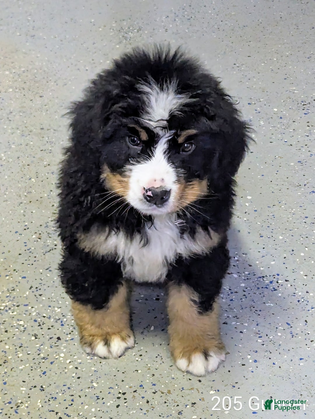 Bernese Mountain Dog dogs for sale: Gunner - Ad 2
