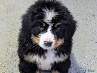 Bernese Mountain Dog dogs Gunner - Ad 26