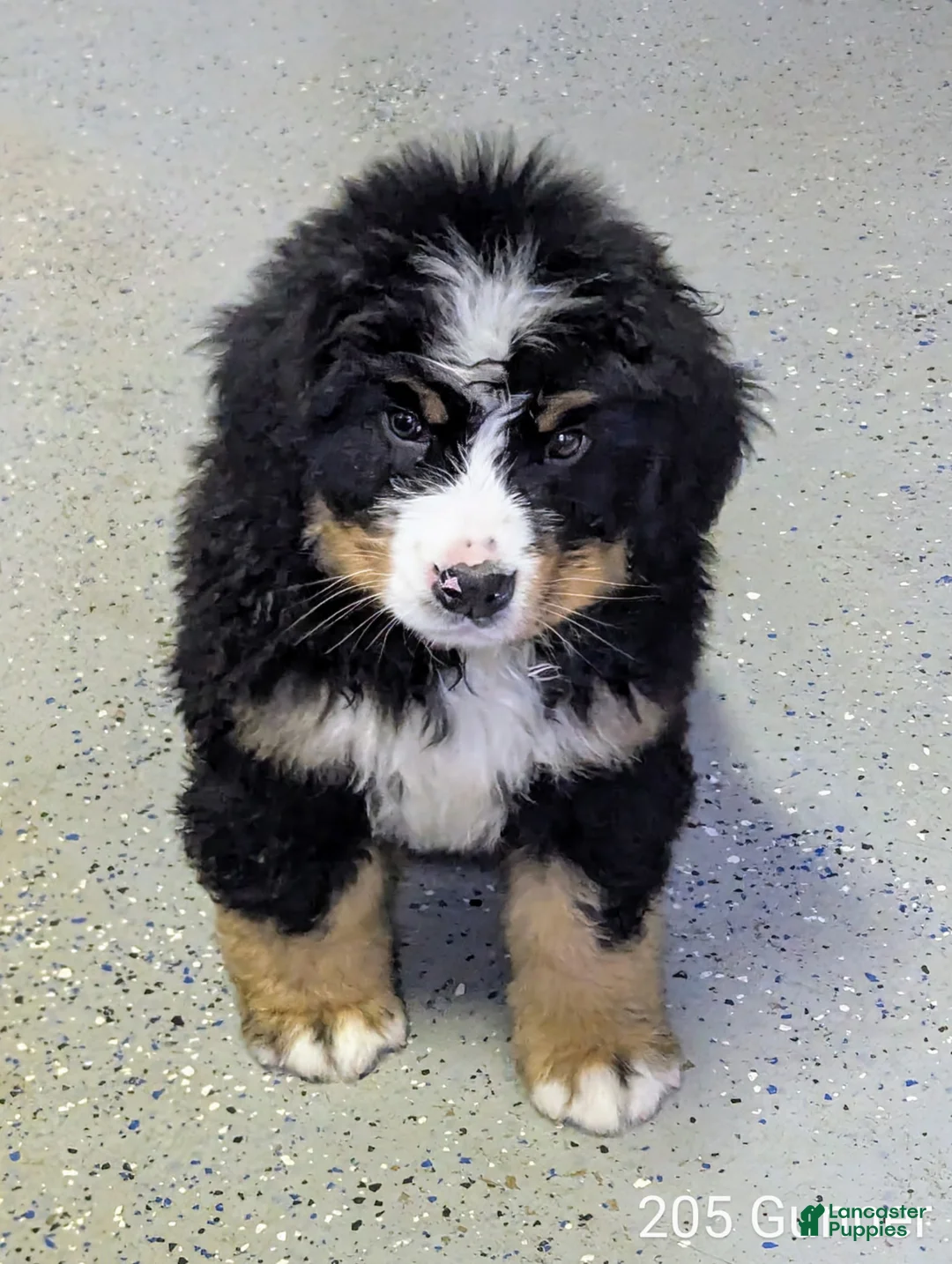 Bernese Mountain Dog dogs for sale: Gunner - Ad 1