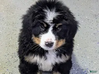 Bernese Mountain Dog dogs Gunner - Ad 4