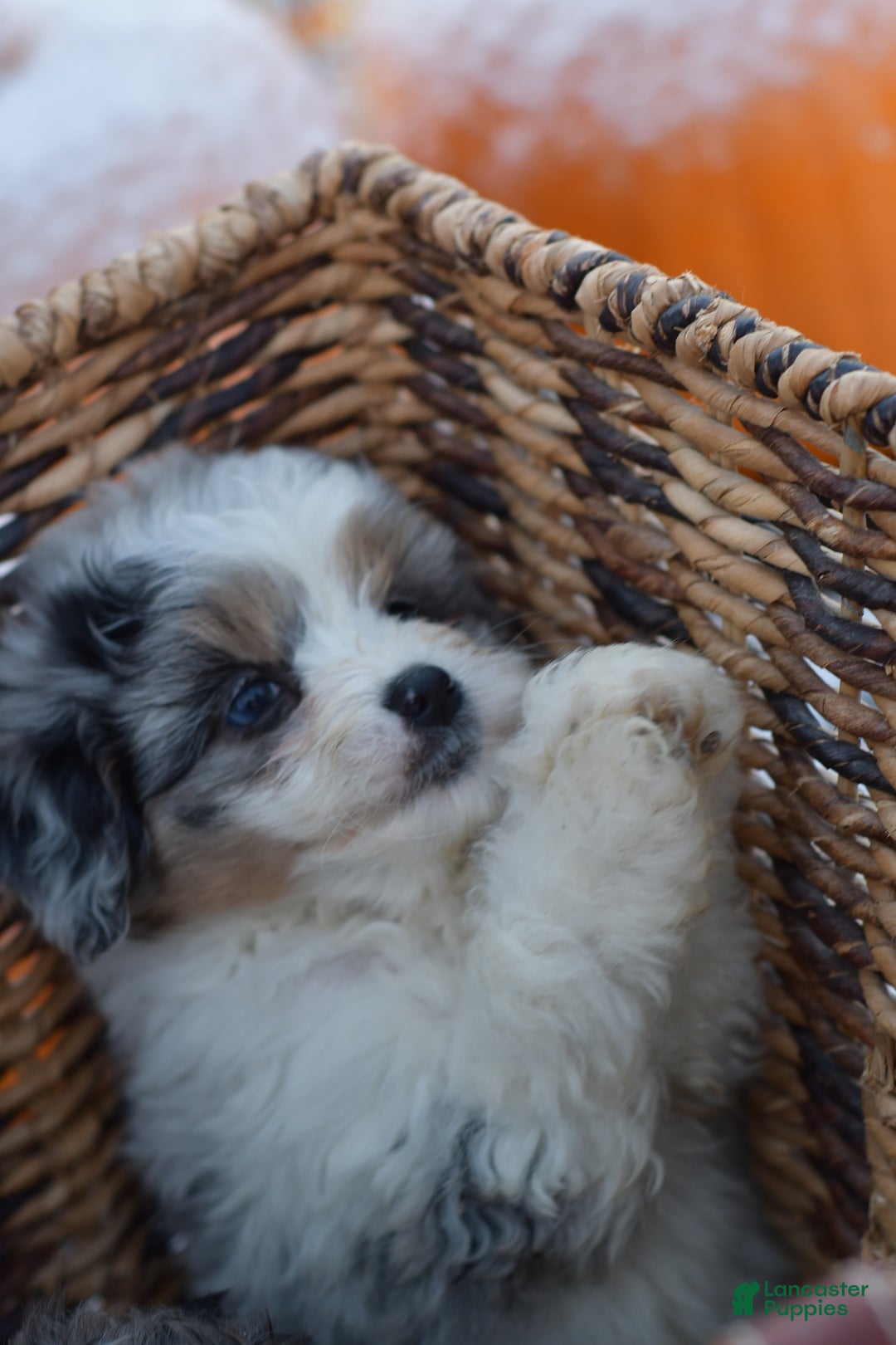 Mini Aussiedoodle dogs for sale: Cash - Ad 38
