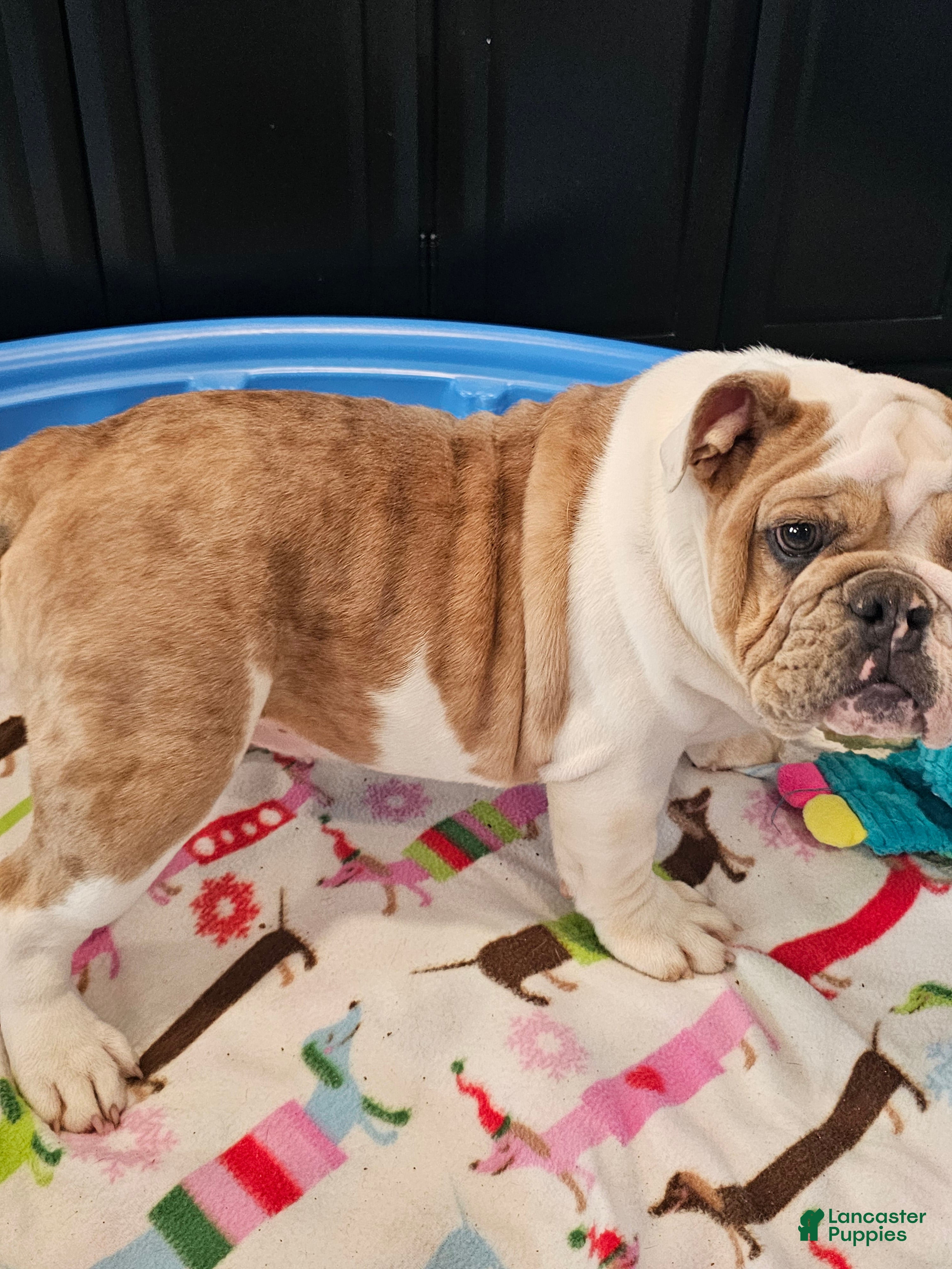 English Bulldog dogs English Bulldog Puppy 5 - Ad 2