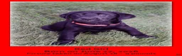 Goldador dogs for sale: Goldador 5 - Ad 12