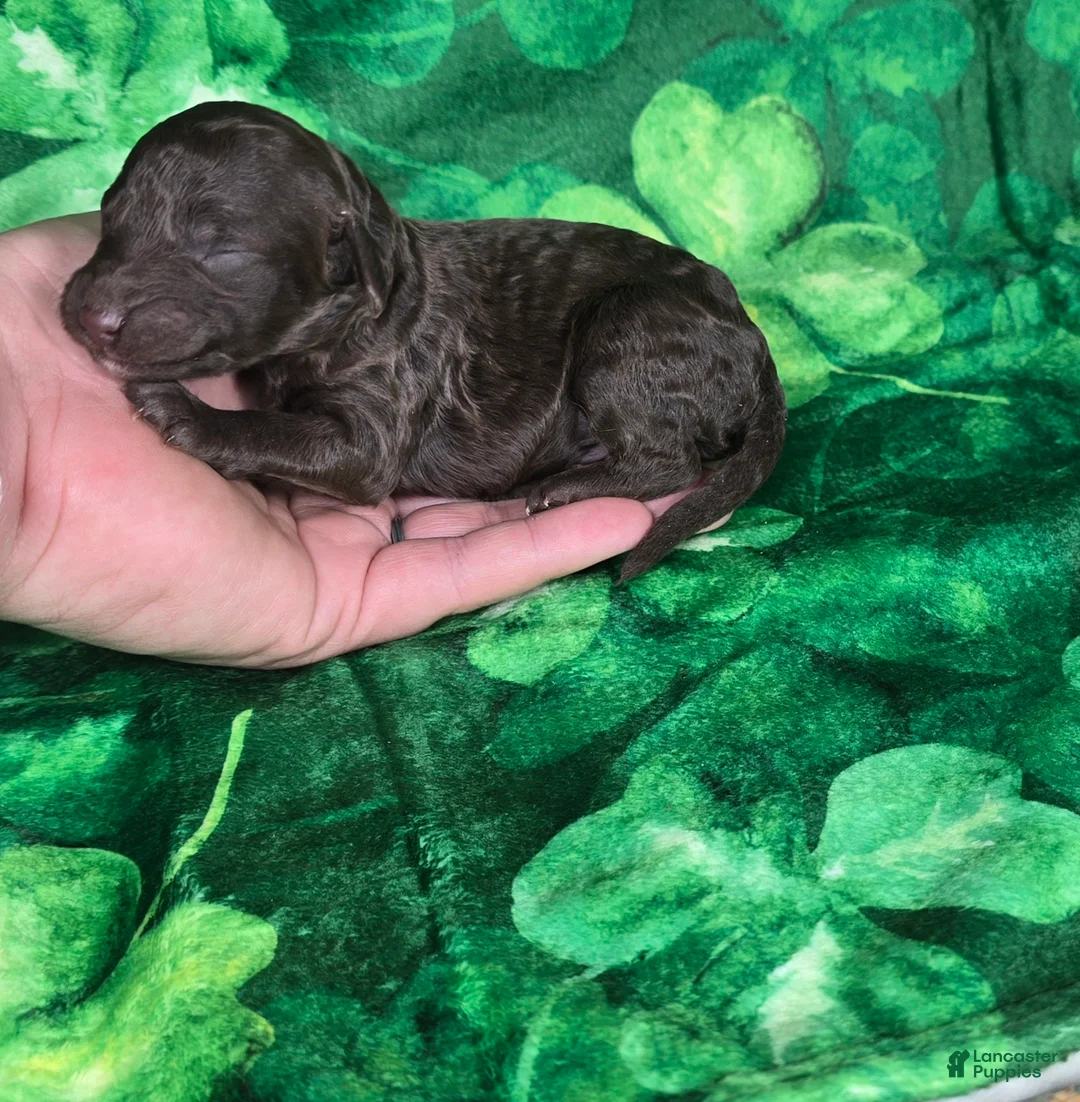 Mini Goldendoodle dogs for sale: Bean - Ad 1