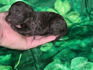 Mini Goldendoodle dogs Bean - Ad 25