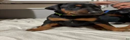 Doberman Pinscher dogs for sale: Green Collar Dobie - Ad 7