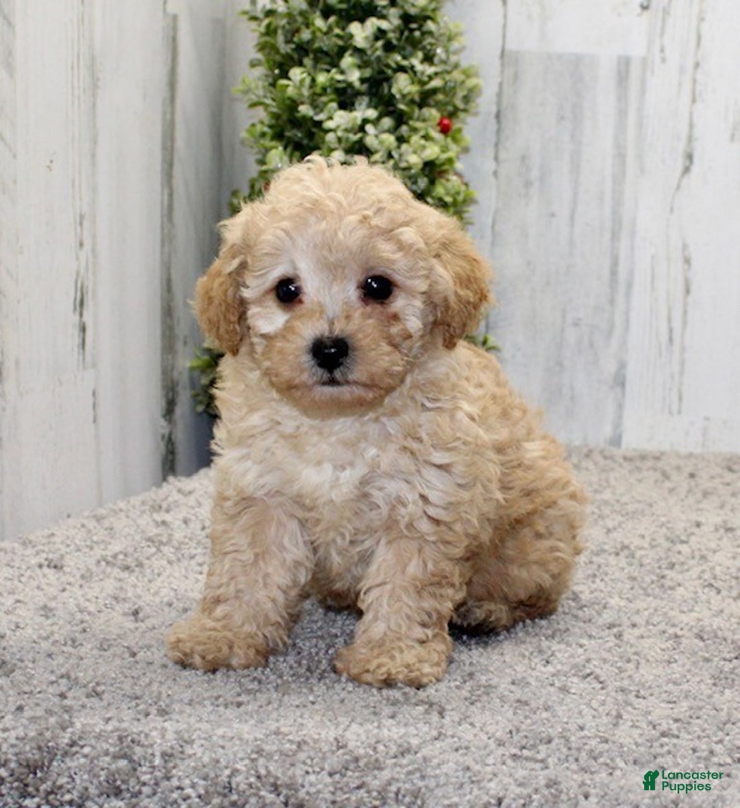 Miniature Poodle dogs for sale: Elsa - Ad 2