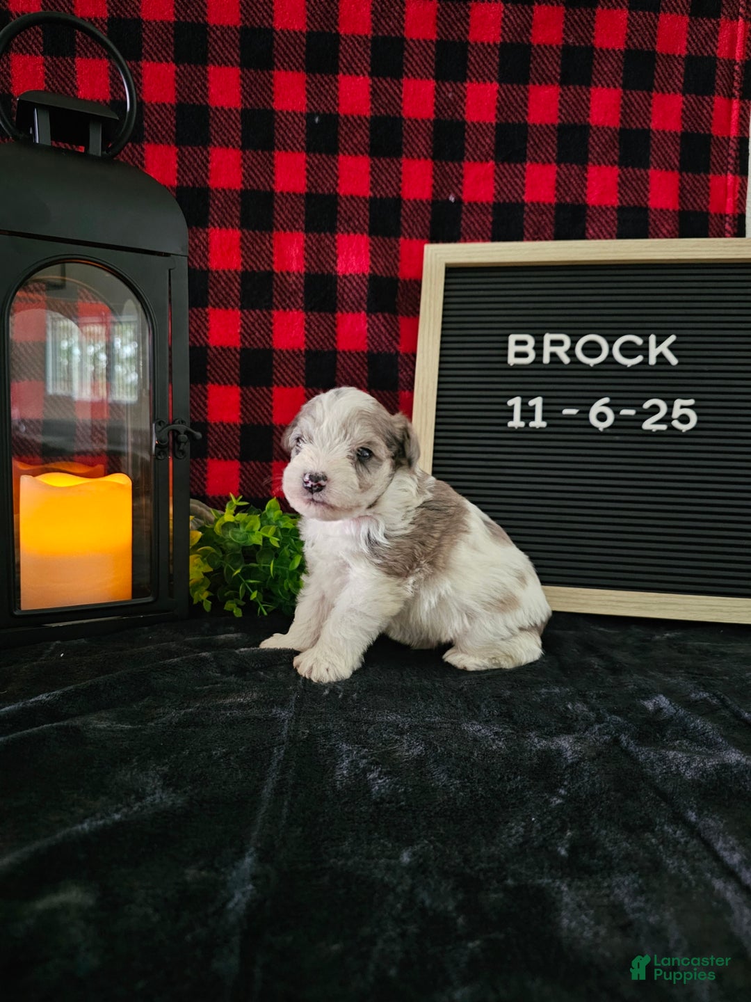 Miniature Schnauzer dogs for sale: Brock - Ad 8