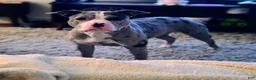 American Bully dogs for sale: Porsche - Ad 5