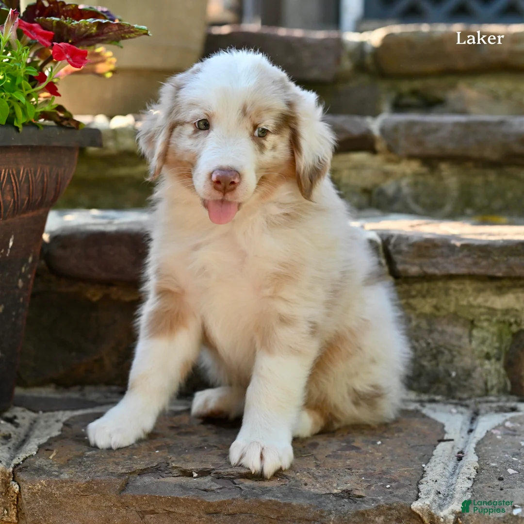 Australian Shepherd dogs for sale: Laker - Ad 5