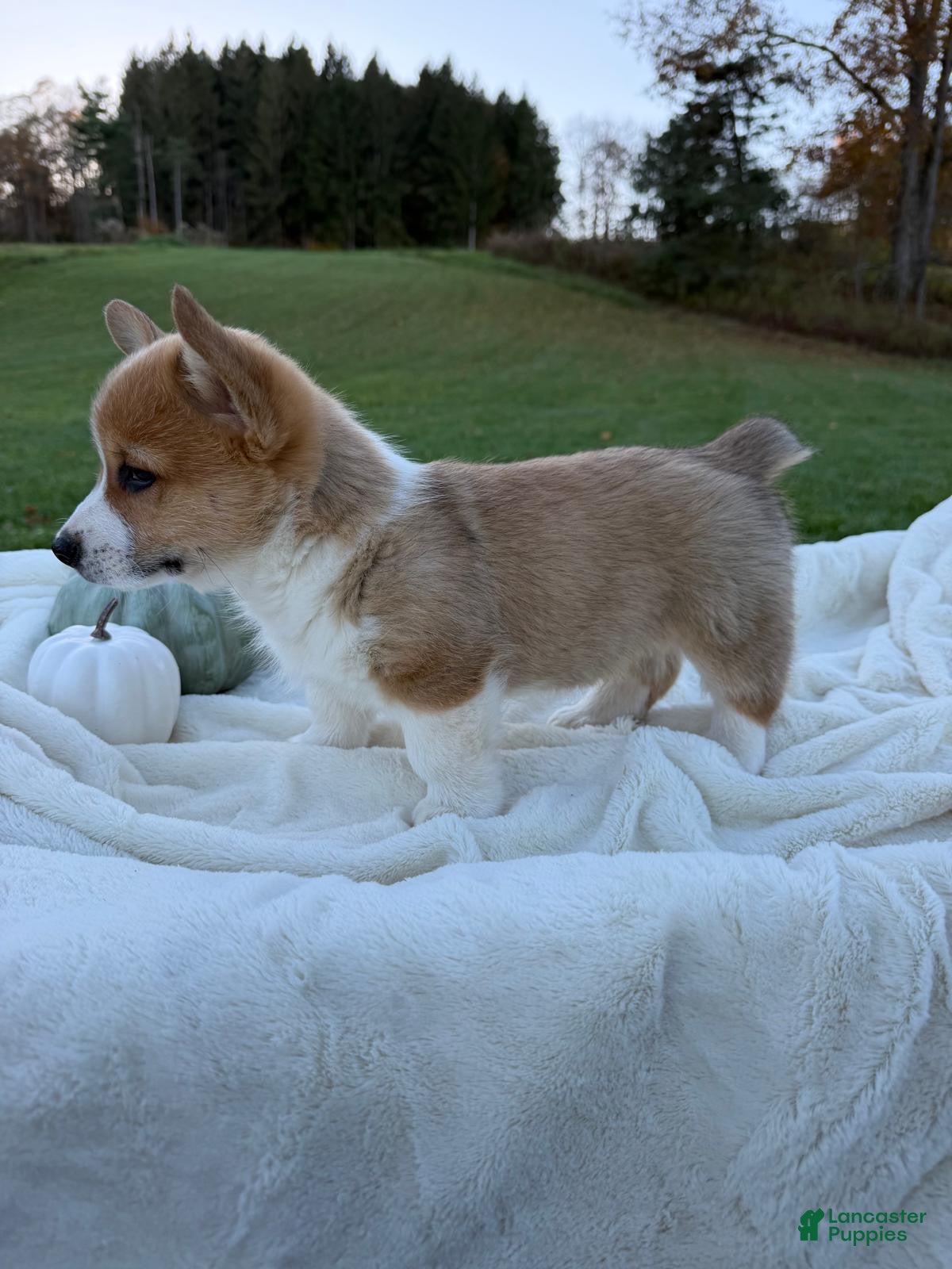 Welsh Corgi Pembroke dogs for sale: Lee - Ad 1