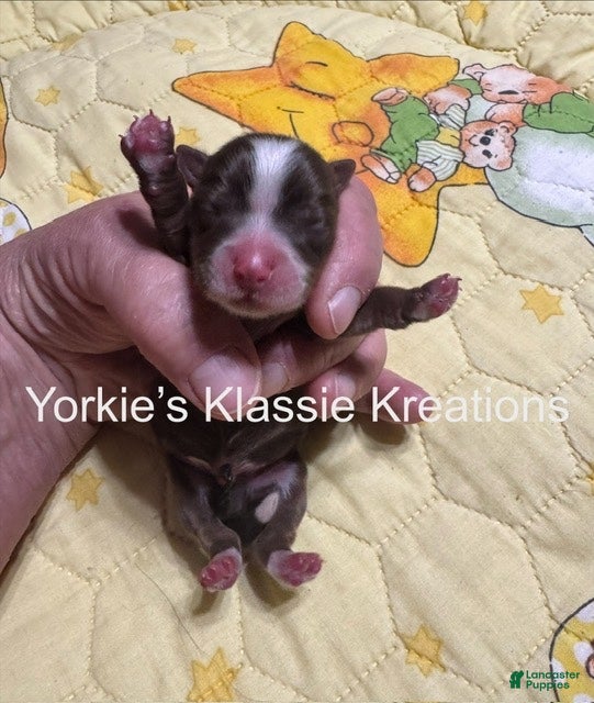 Yorkshire Terrier dogs MADDEN  - Ad 1