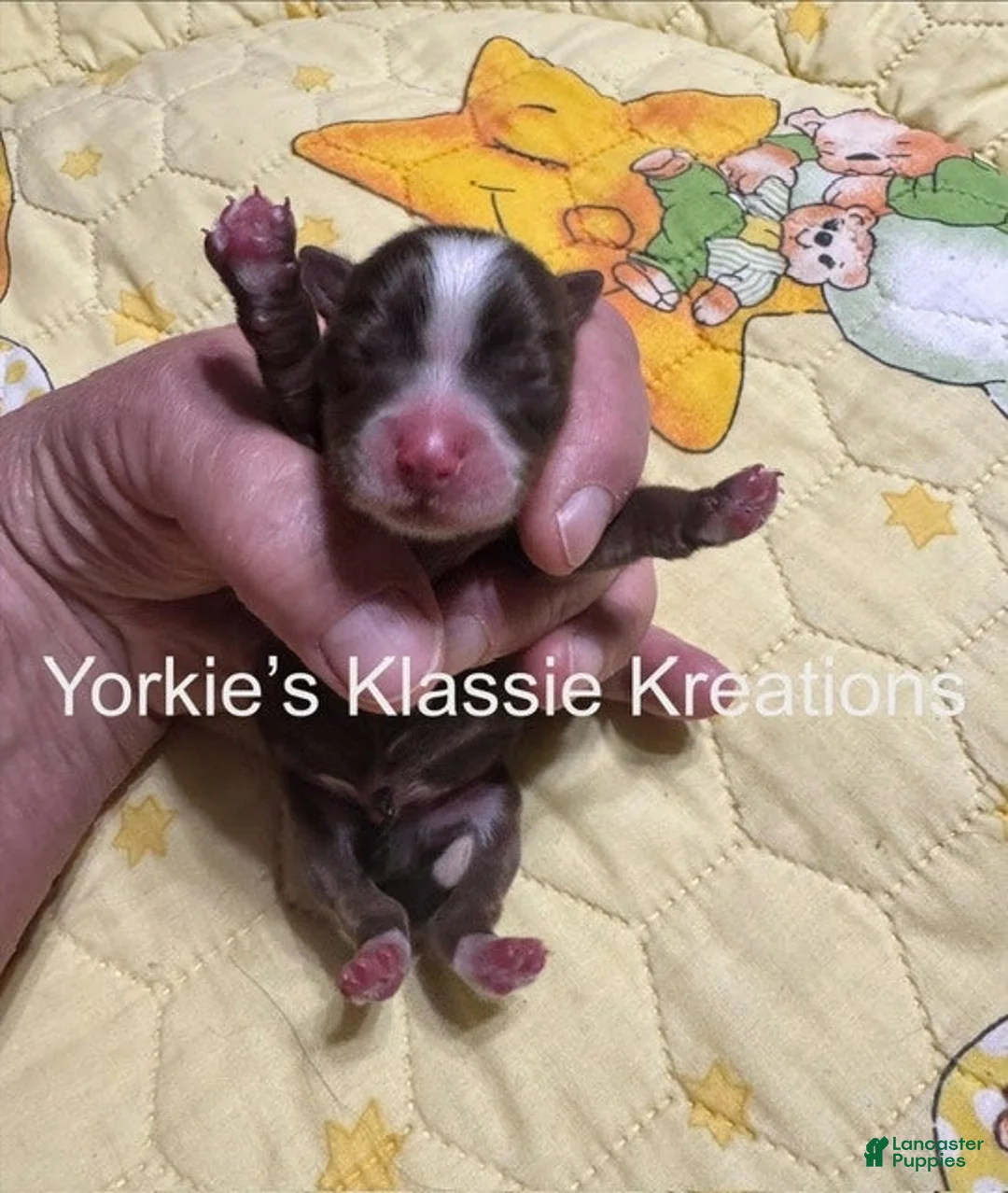 Yorkshire Terrier dogs for sale: MADDEN  - Ad 1