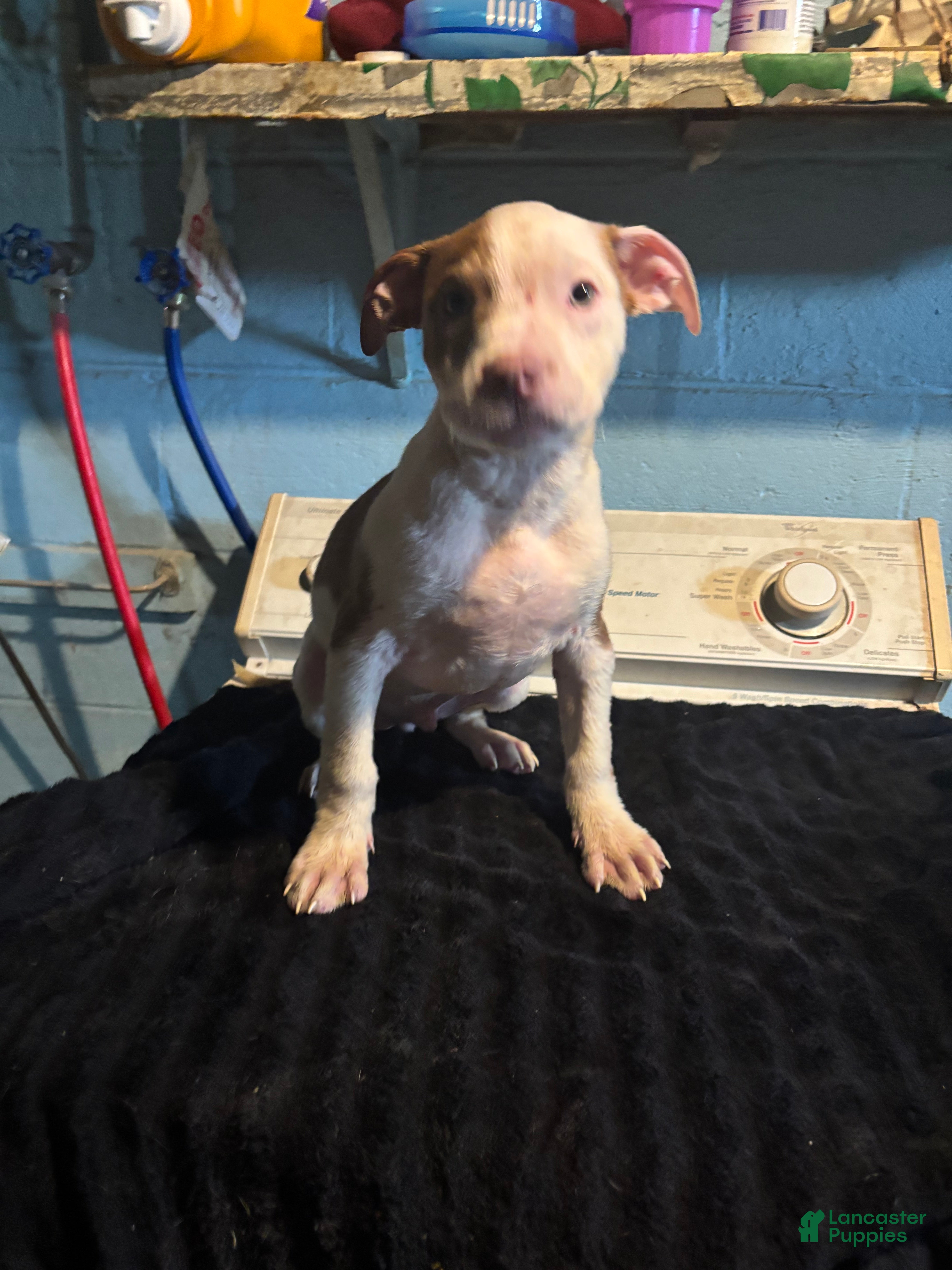 American Staffordshire Terrier (American Staffordshire Terrier, Male) in Gary, IN
