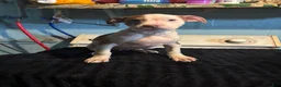American Staffordshire Terrier dogs for sale: American Staffordshire Terrier 3 - Ad 1