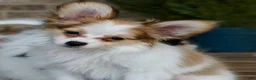 Papillon dogs for sale: Nerf - Ad 1