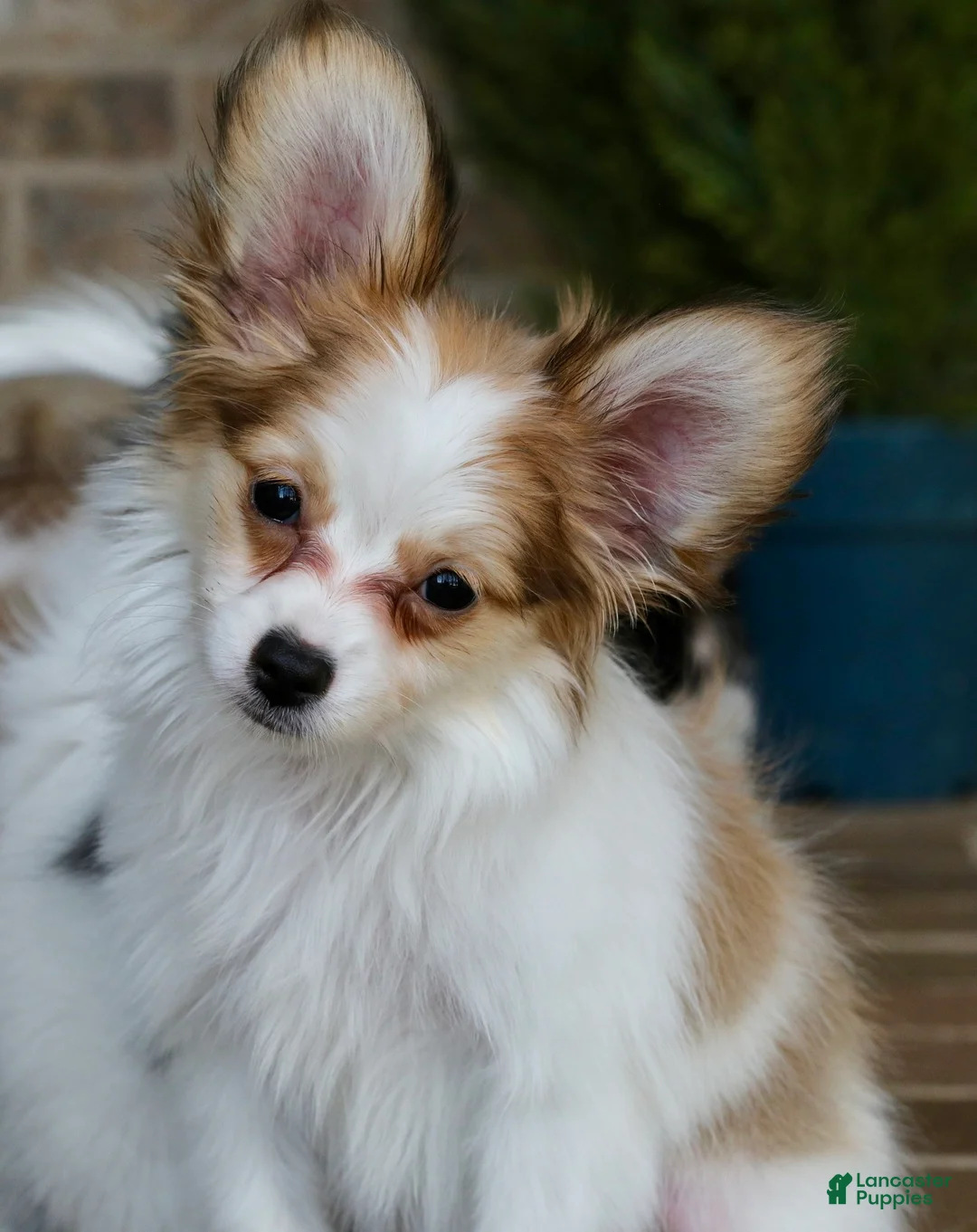 Papillon dogs for sale: Nerf - Ad 1