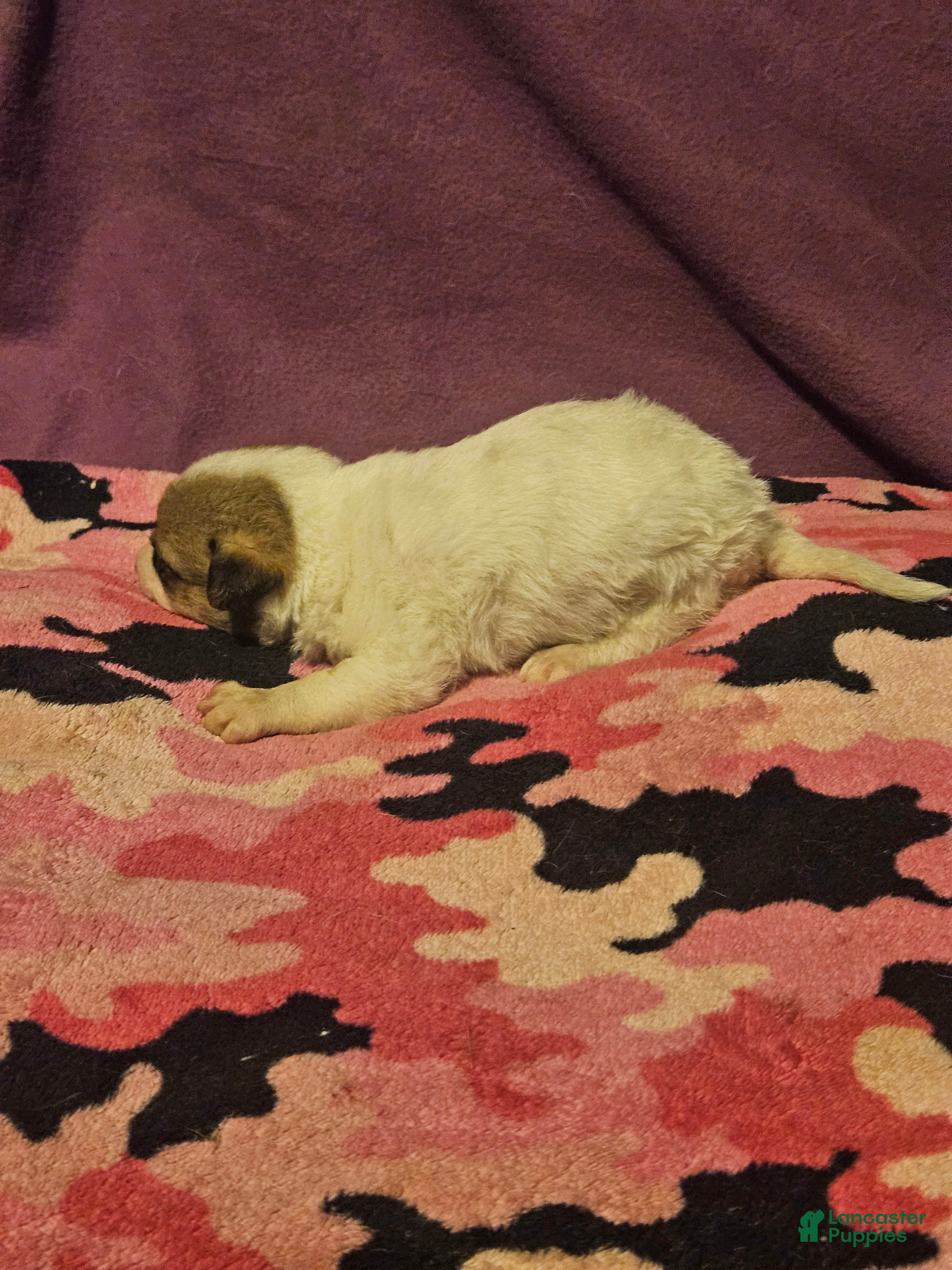 Chihuahua dogs Charlie - Ad 19