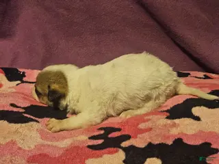 Chihuahua dogs Charlie - Ad 6