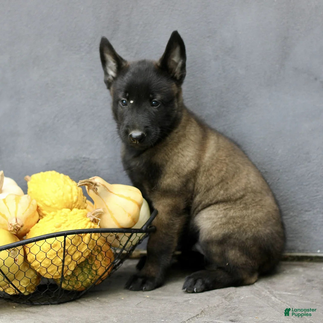 Belgian Malinois dogs for sale: Riley  - Ad 1