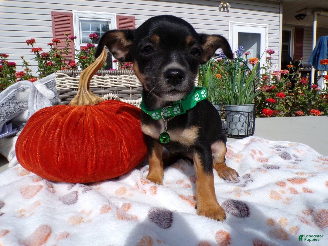 Gallery Image {{count}}